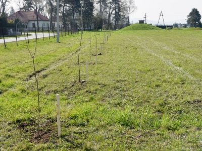 Sadzenie drzewek w ZUW Świniarsko.